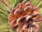 pine growth